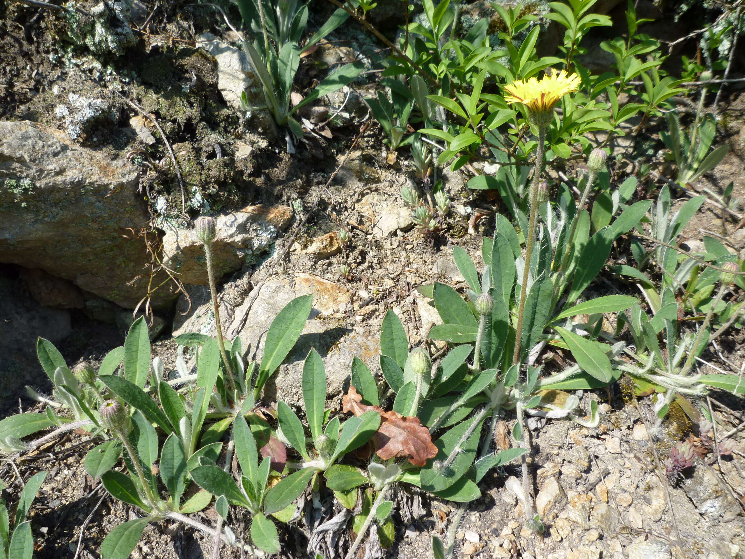 Image of Mouse-ear-hawkweed