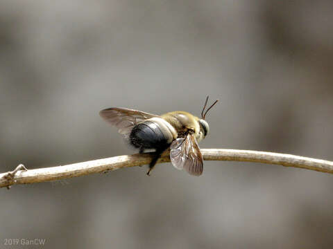 Image de Xylocopa dejeanii Lepeletier 1841