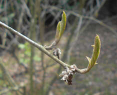 Imagem de Hamamelis virginiana L.