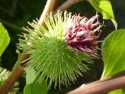 Image of common burdock