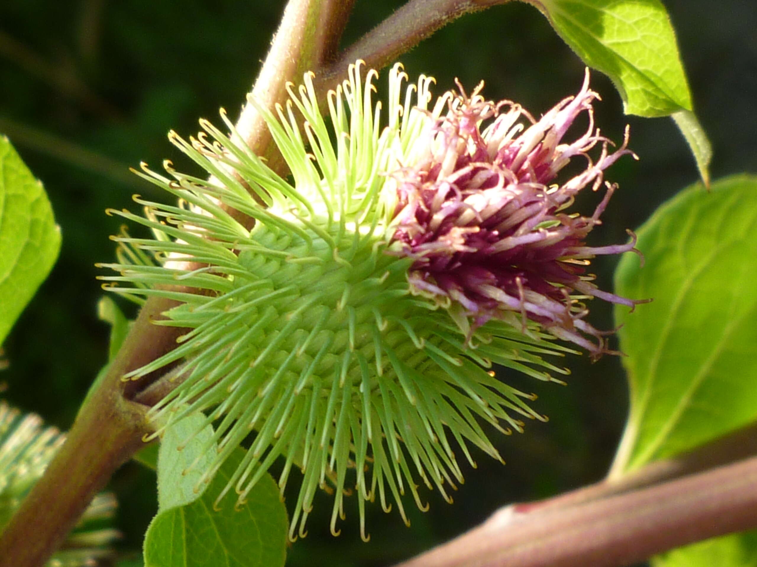 Image of common burdock