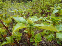 Image of Japanese climbing hydrangea