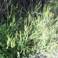 Image of Epacris pauciflora A. Rich.