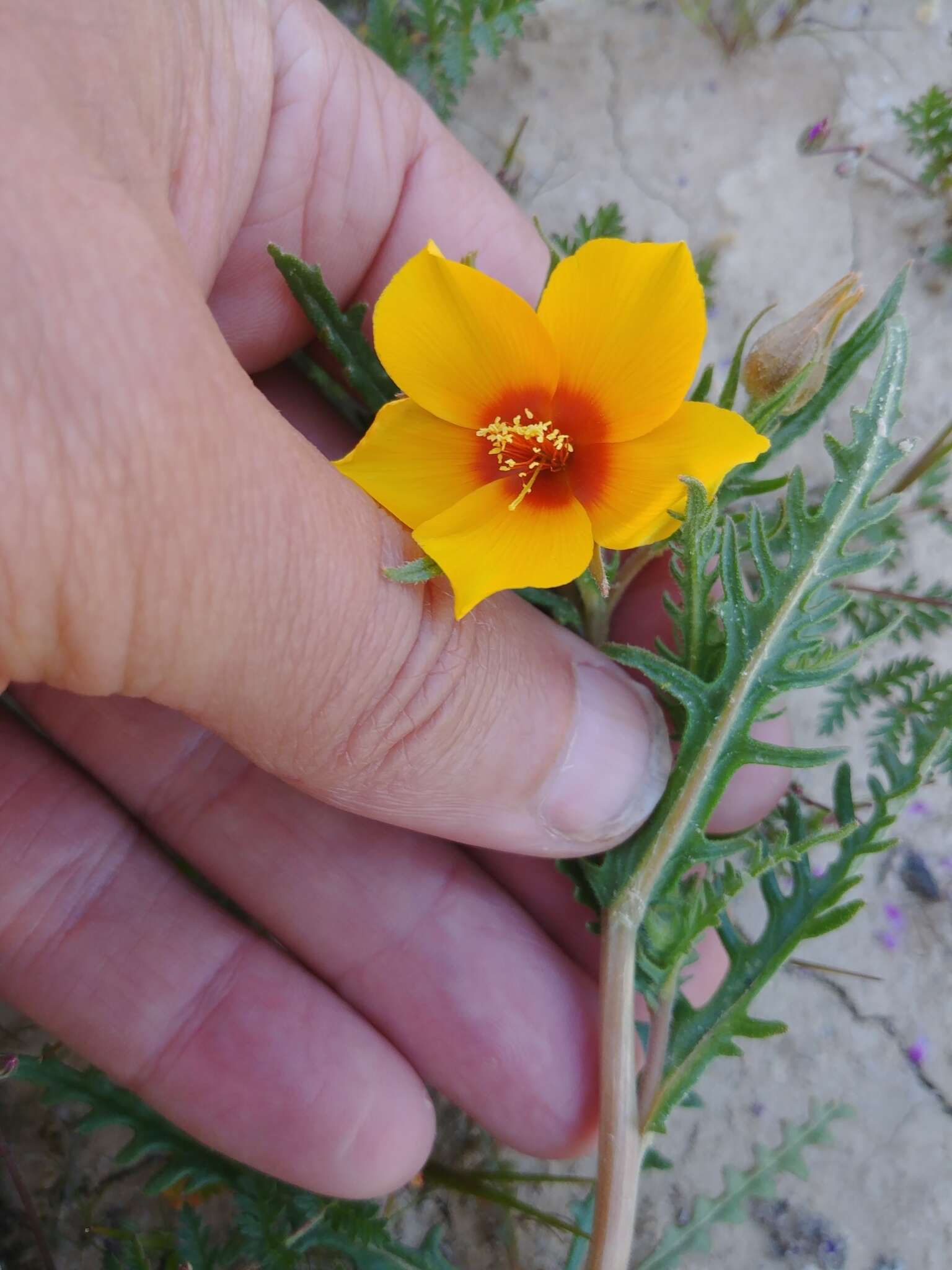 Image of San Joaquin blazingstar