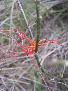 Image of Cuscuta nitida Choisy