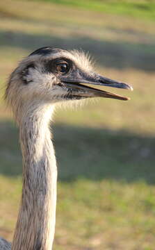 Image of Common Rhea