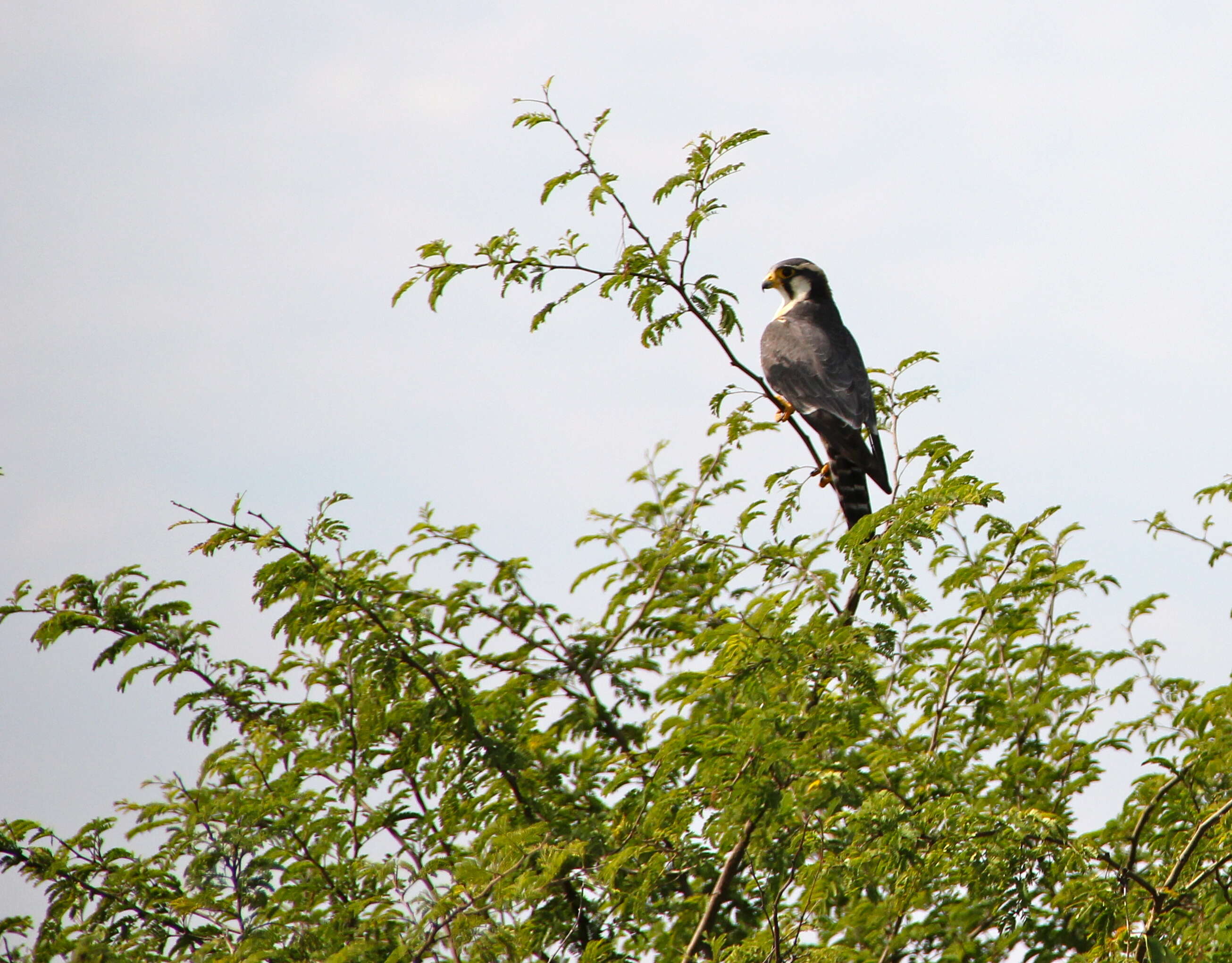 Plancia ëd Falco femoralis Temminck 1822