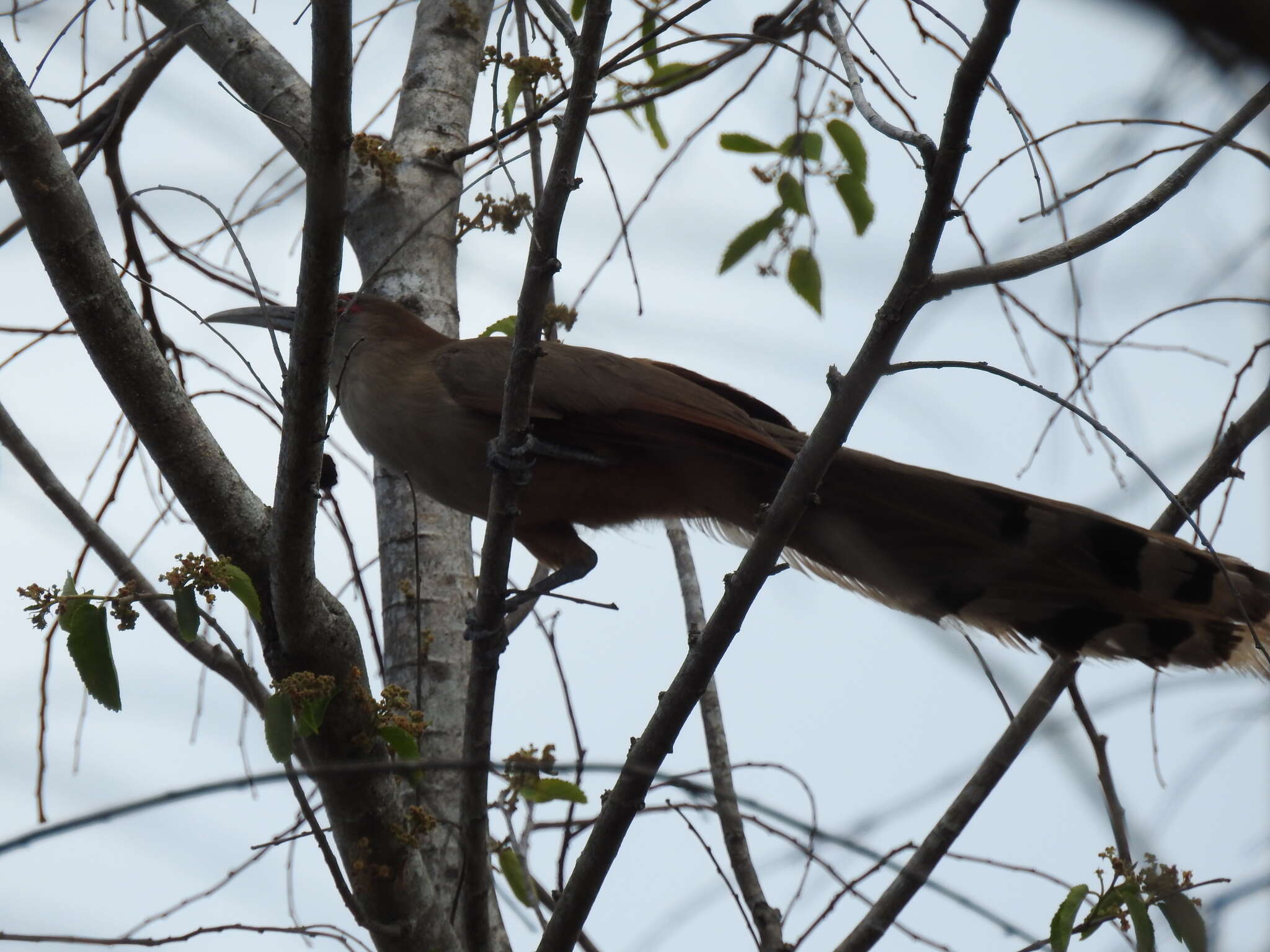 Image of Cuban Lizard-cuckoo