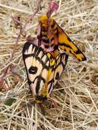 Image of Western Sheepmoth