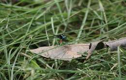 Oxythemis phoenicosceles Ris 1909 resmi