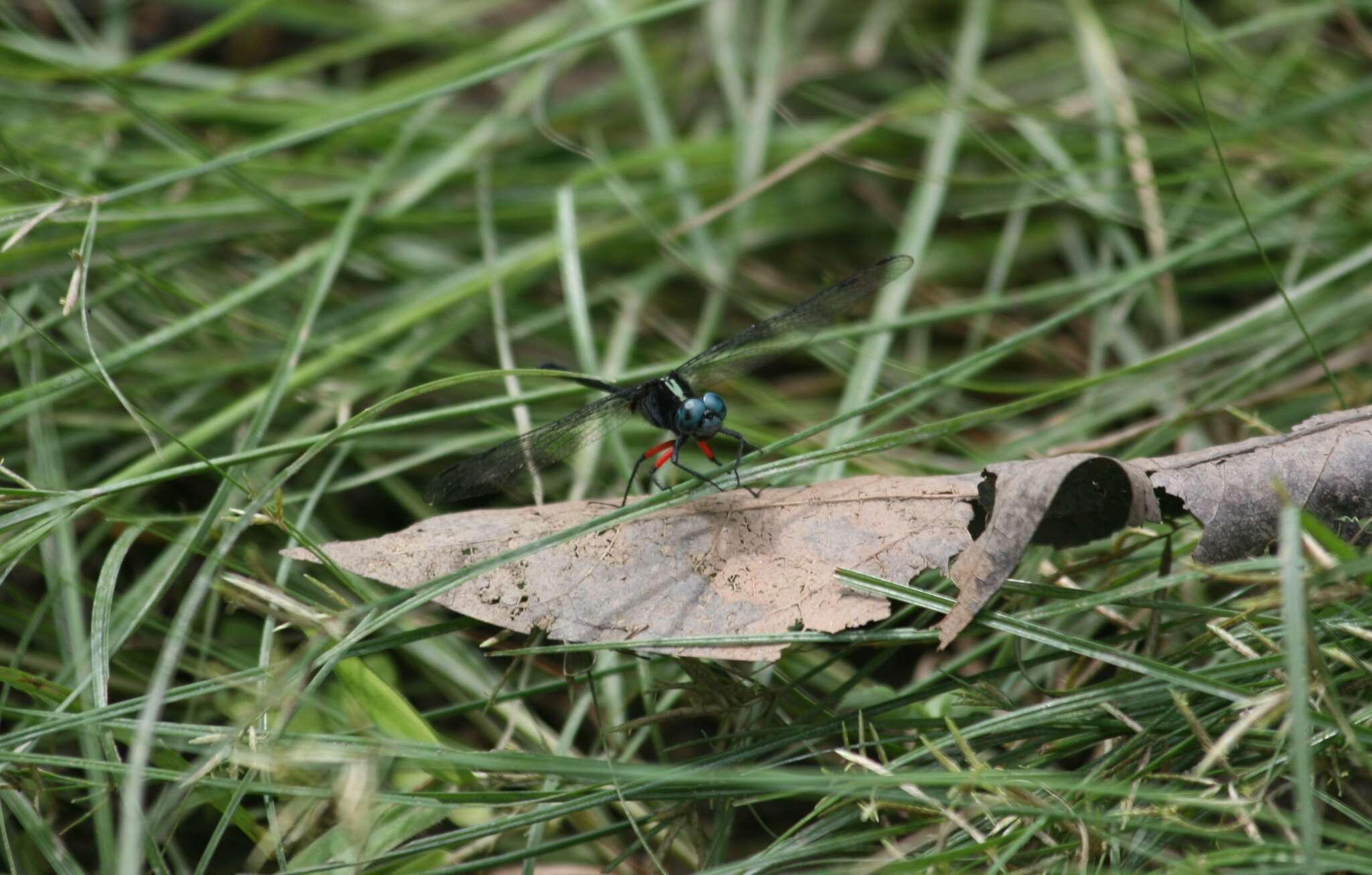 Image de Oxythemis phoenicosceles Ris 1909