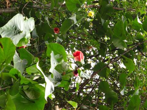 Image of Hibiscus tiliaceus subsp. tiliaceus