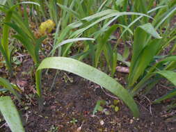Image of Iris halophila Pall.