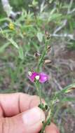 Polygala pubiflora Burch. ex DC.的圖片