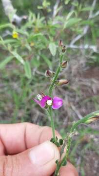 Polygala pubiflora Burch. ex DC.的圖片