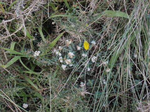 Image of Pimelea prostrata subsp. seismica C. J. Burrows