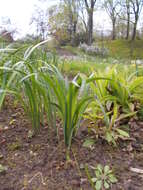 Image of Iris halophila Pall.