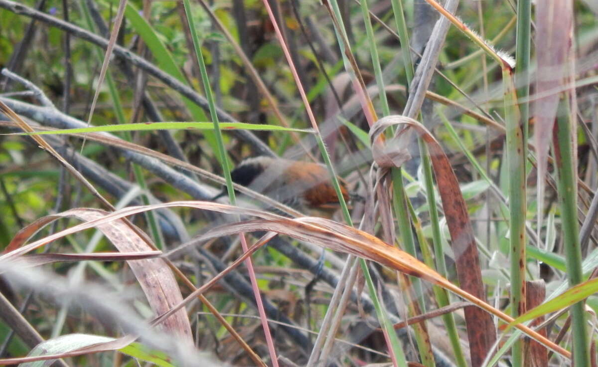 Image of Rufous-winged Antshrike