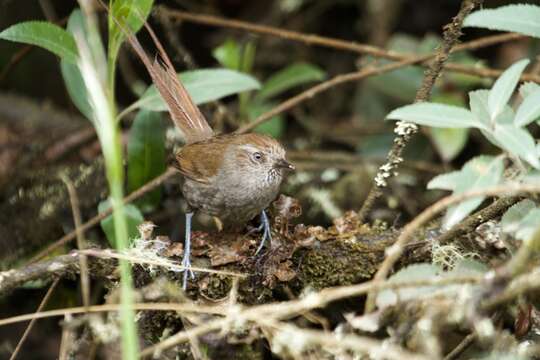 Image of Puna Thistletail