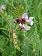 Image of bush vetch