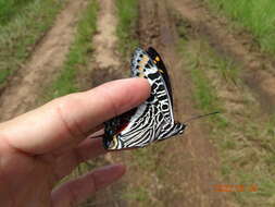 Image of Charaxes castor