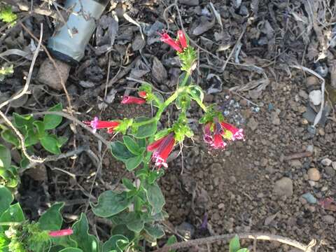 Echium stenosiphon Webb的圖片