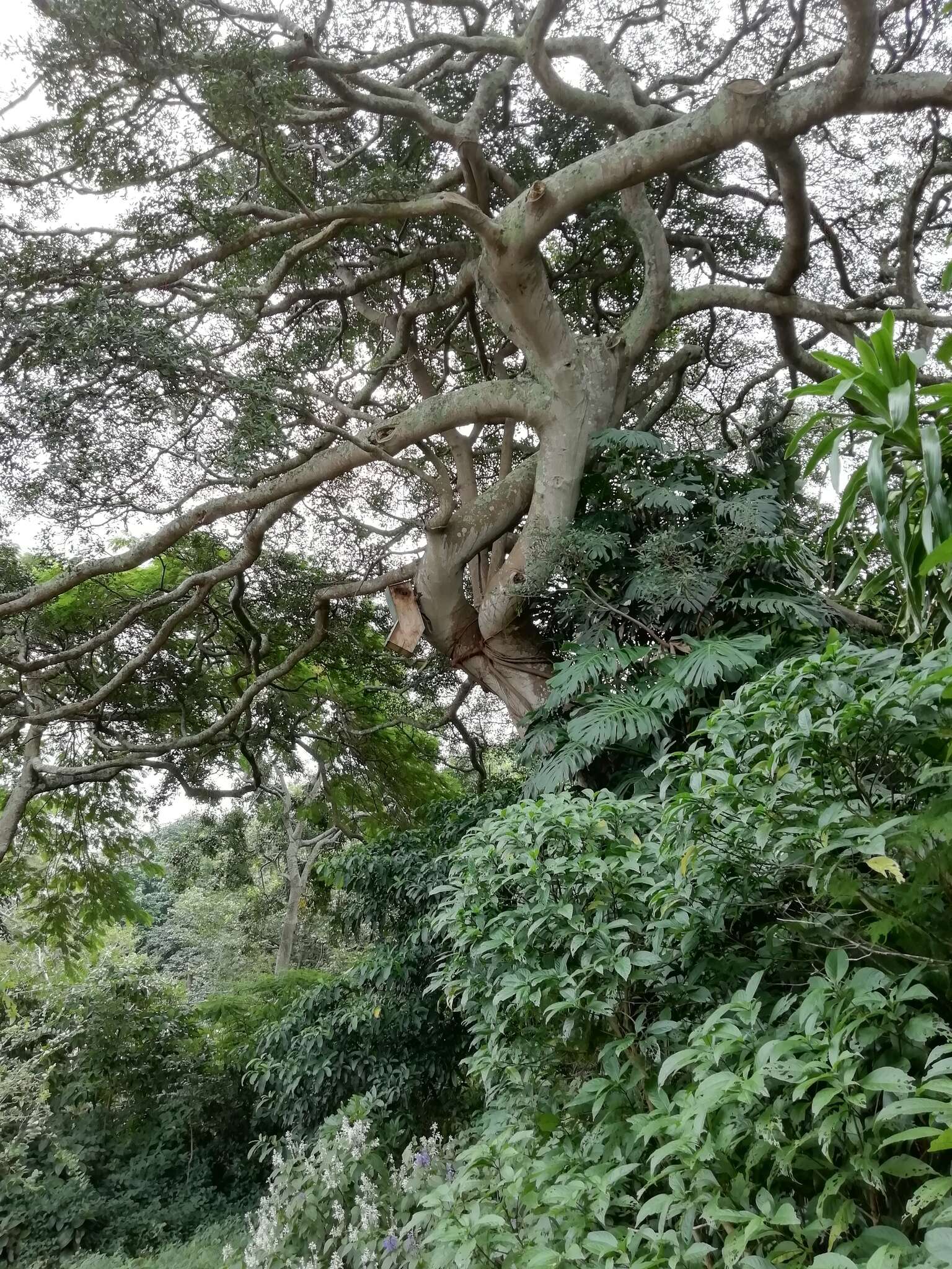 木圖巴樹的圖片