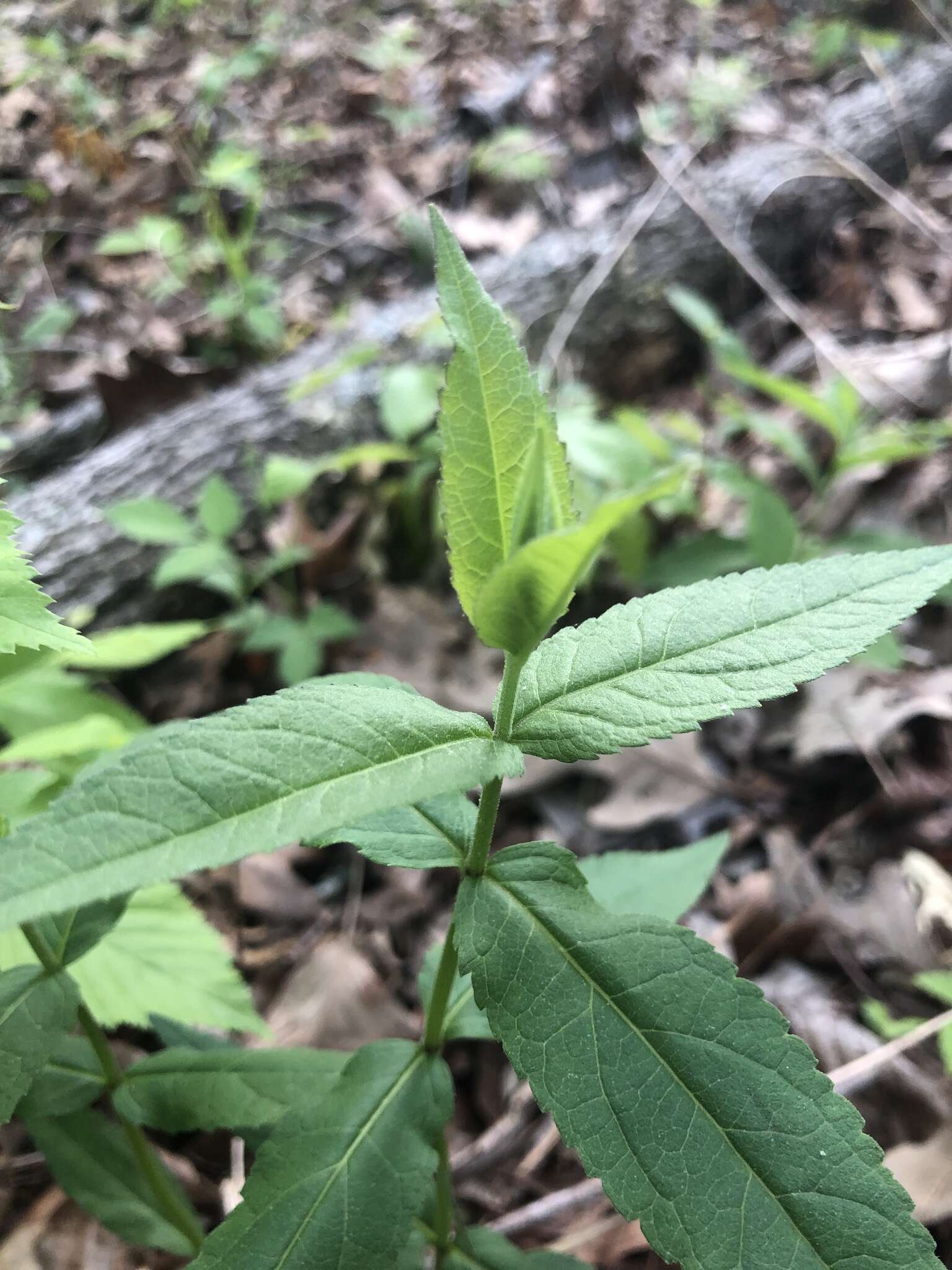 Image of Godfrey's thoroughwort