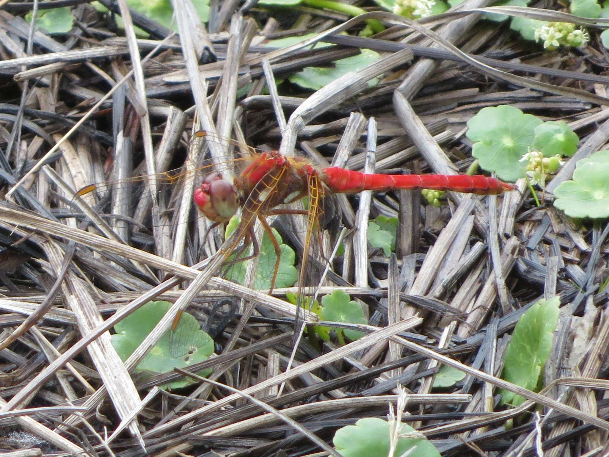 Image de Sympetrum gilvum (Selys 1884)