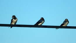 صورة Hirundo rustica rustica Linnaeus 1758