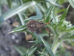 Image of Enoplops