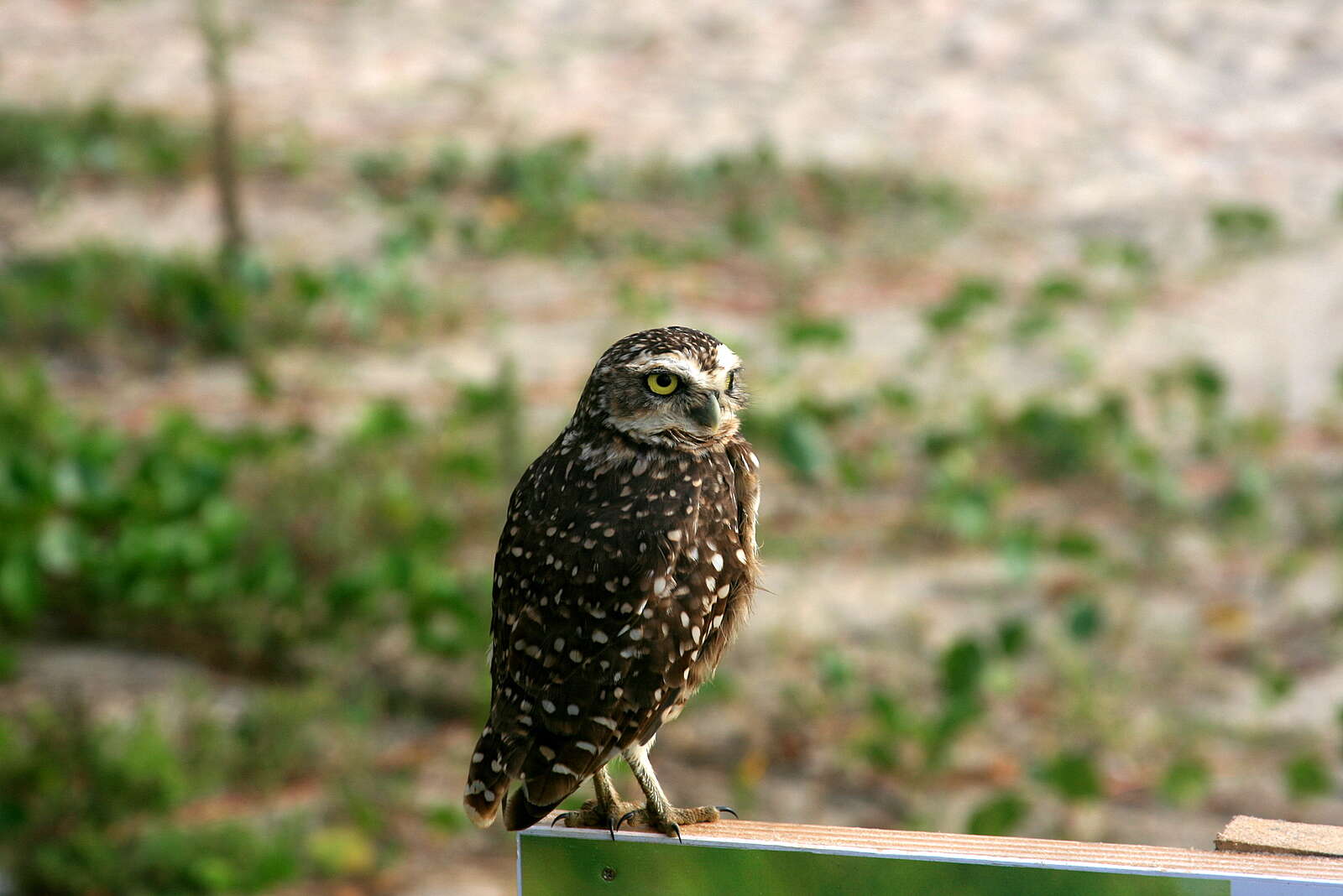 Image of Burrowing Owl