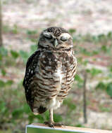 Image of Burrowing Owl