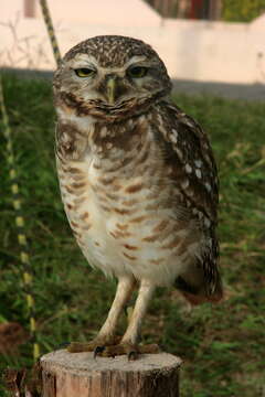 Image of Burrowing Owl