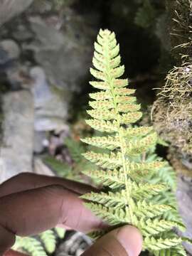 Image of Polystichum sinense (H. Christ) H. Christ