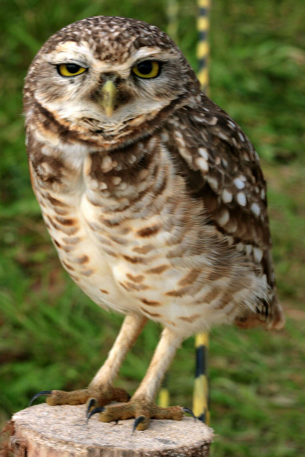 Image of Burrowing Owl