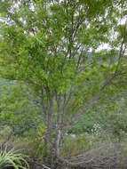 Image of Fraxinus purpusii Brandegee