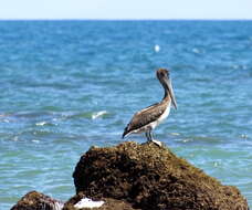 Image of Brown Pelican