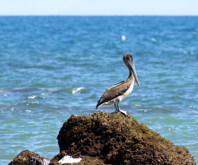 Image of Brown Pelican