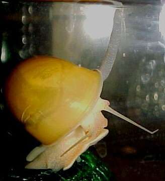 Image of Common Apple Snail