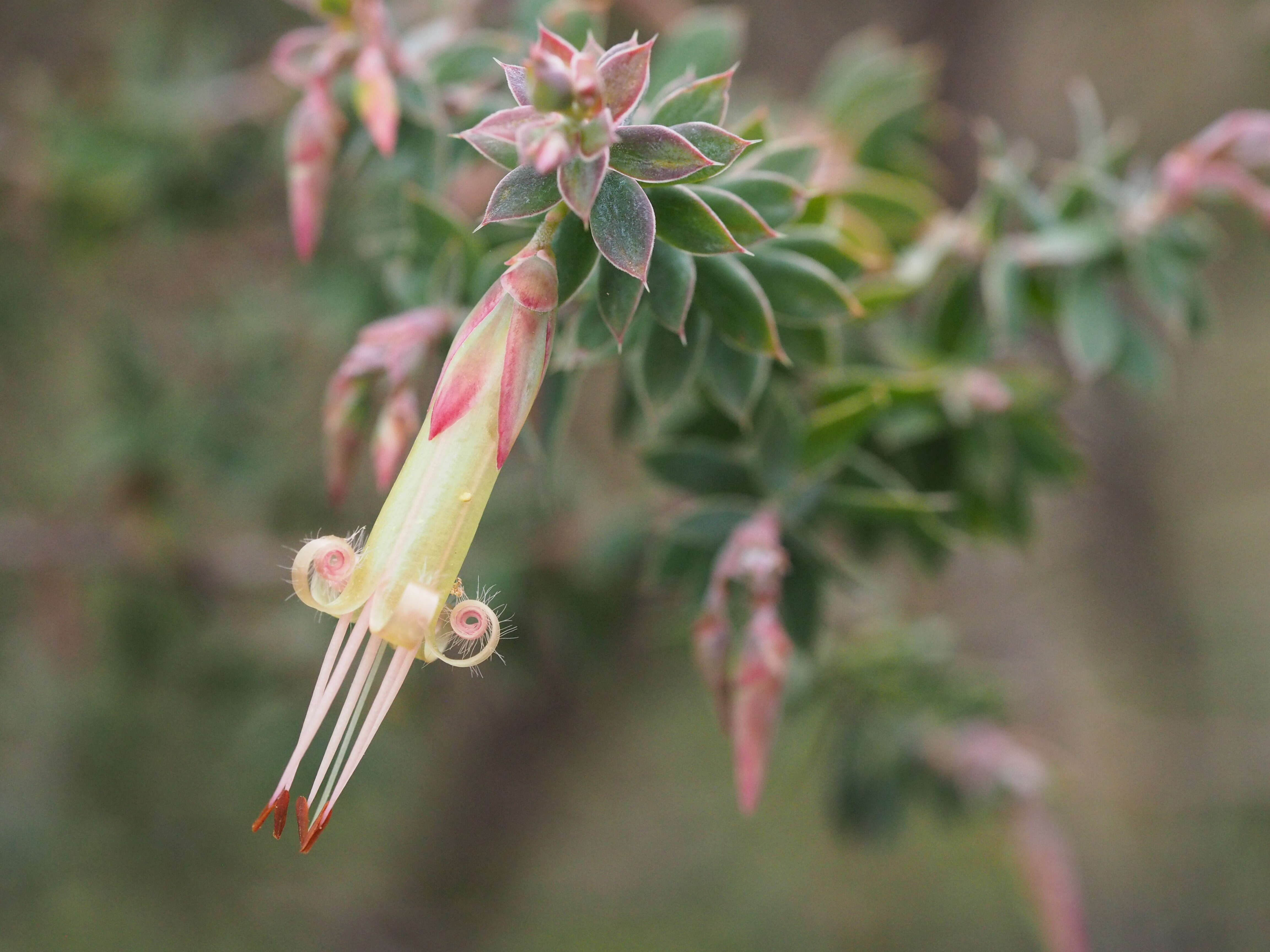 Image of Styphelia perileuca J. M. Powell