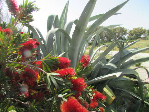 صورة Callistemon citrinus (Curtis) Skeels