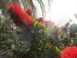 صورة Callistemon citrinus (Curtis) Skeels