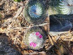 Mammillaria orcuttii Boed.的圖片