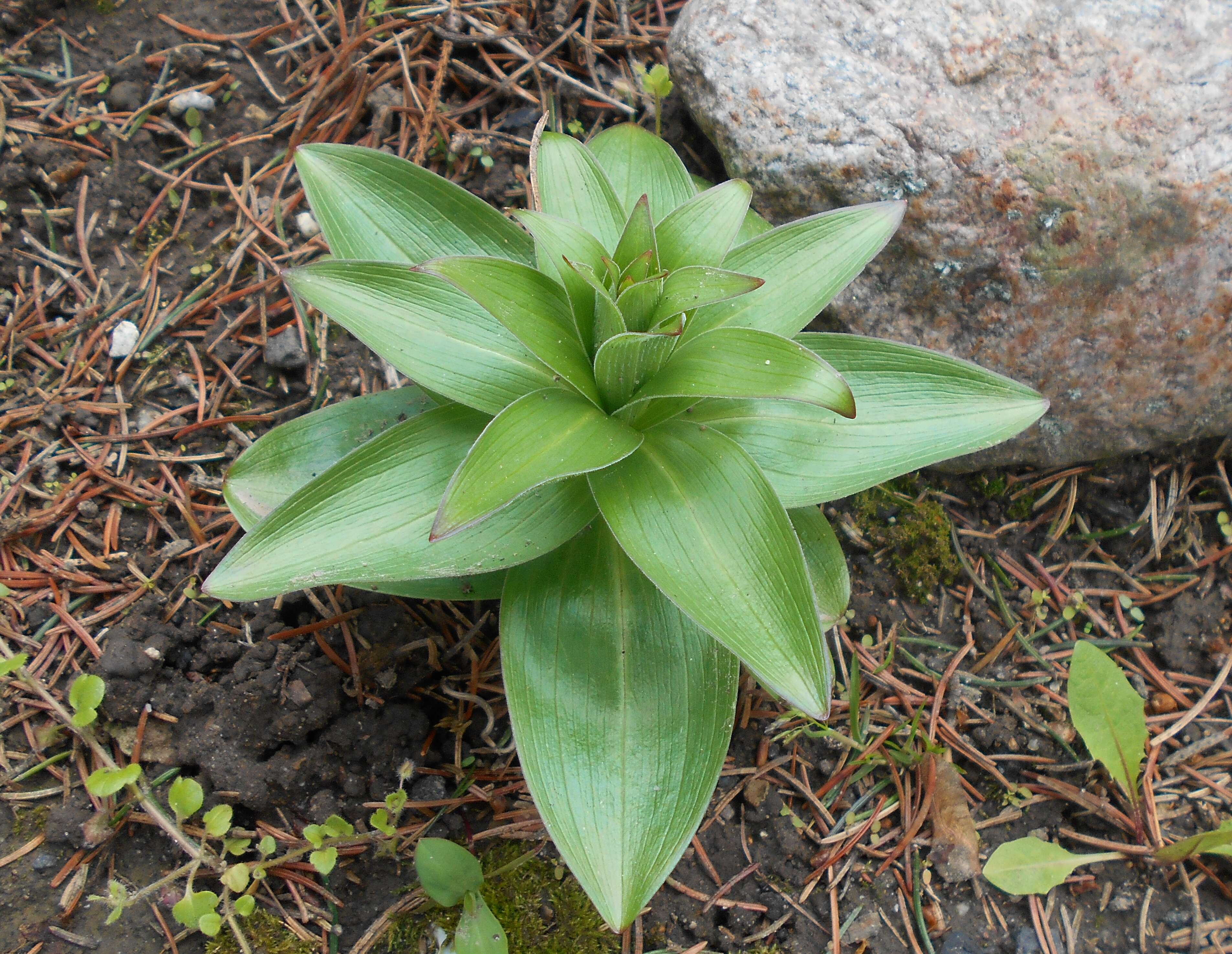 Imagem de Lilium monadelphum M. Bieb.