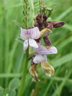 Image of bush vetch