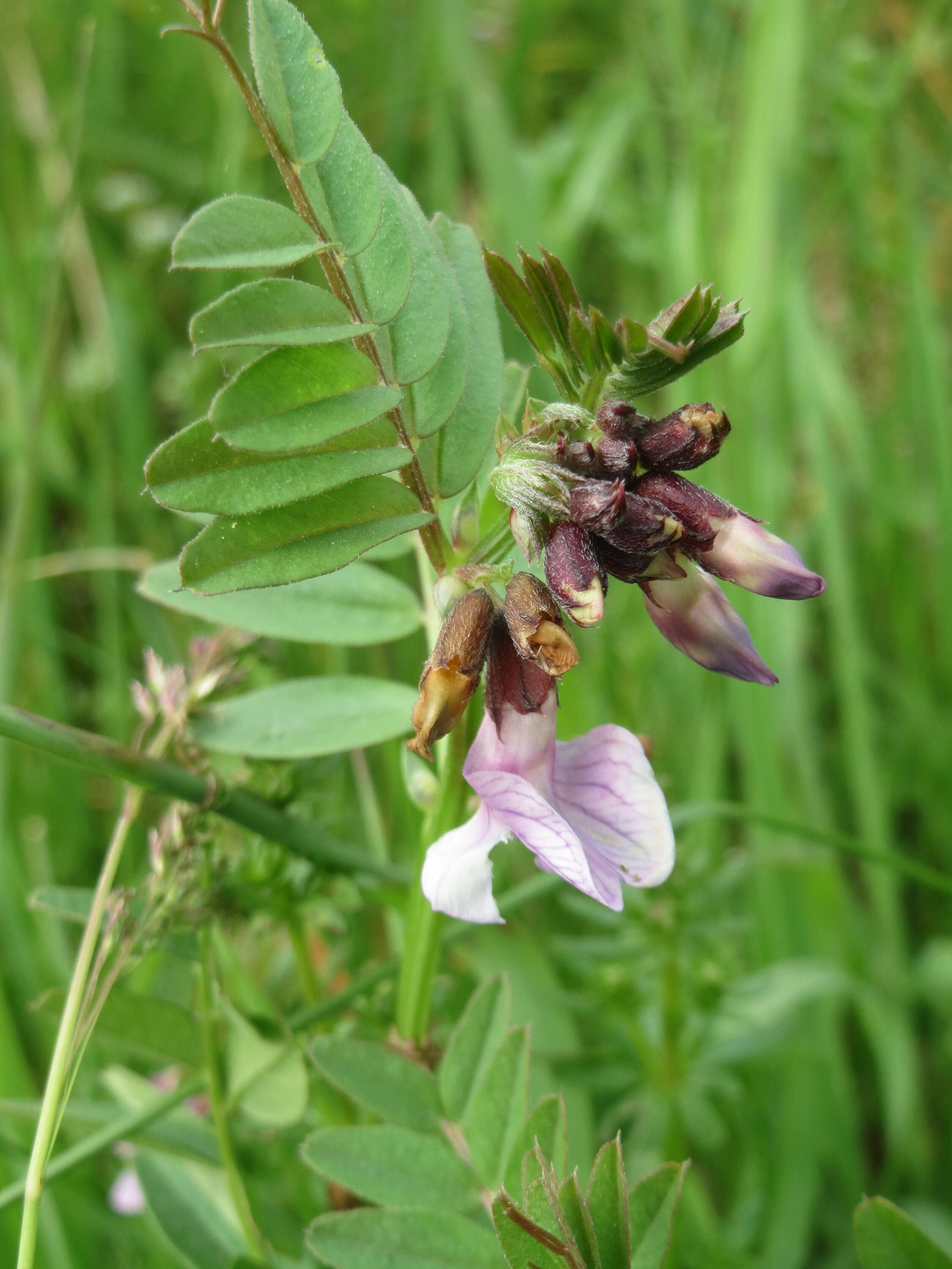 Image of bush vetch