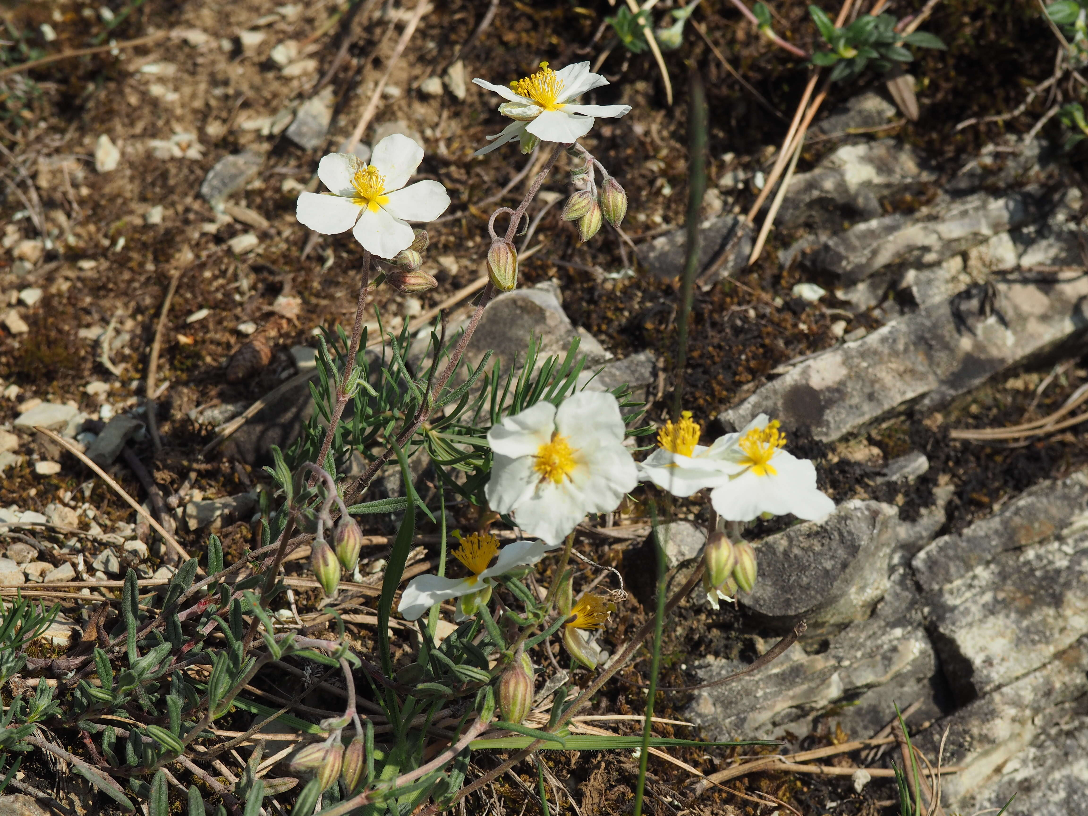 Image of White Rock-rose