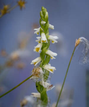 Image of Shining Ladies'-Tresses