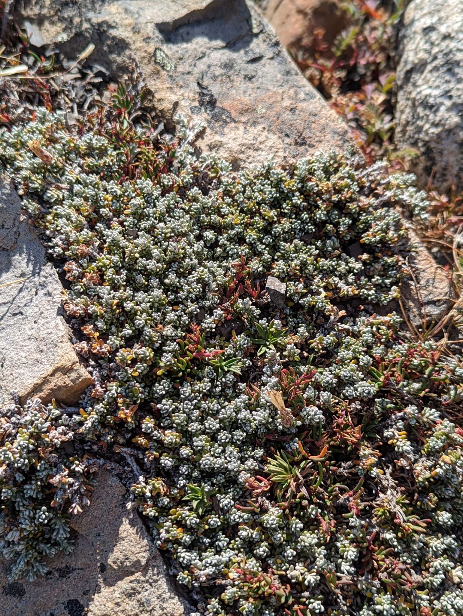 Image of Nardophyllum bryoides (Lam.) Cabrera